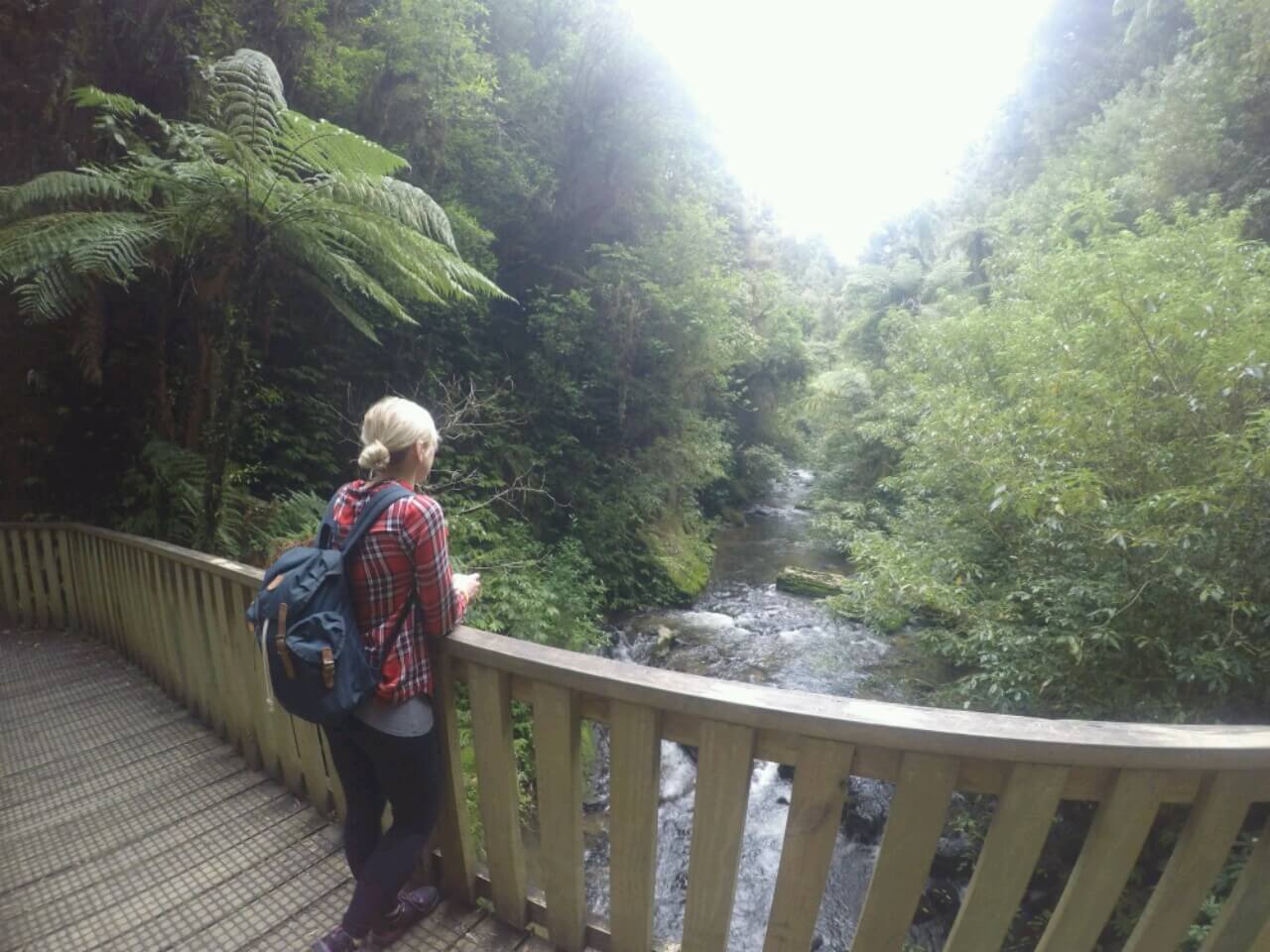 The Ruakuri Bushwalk, Waitomo