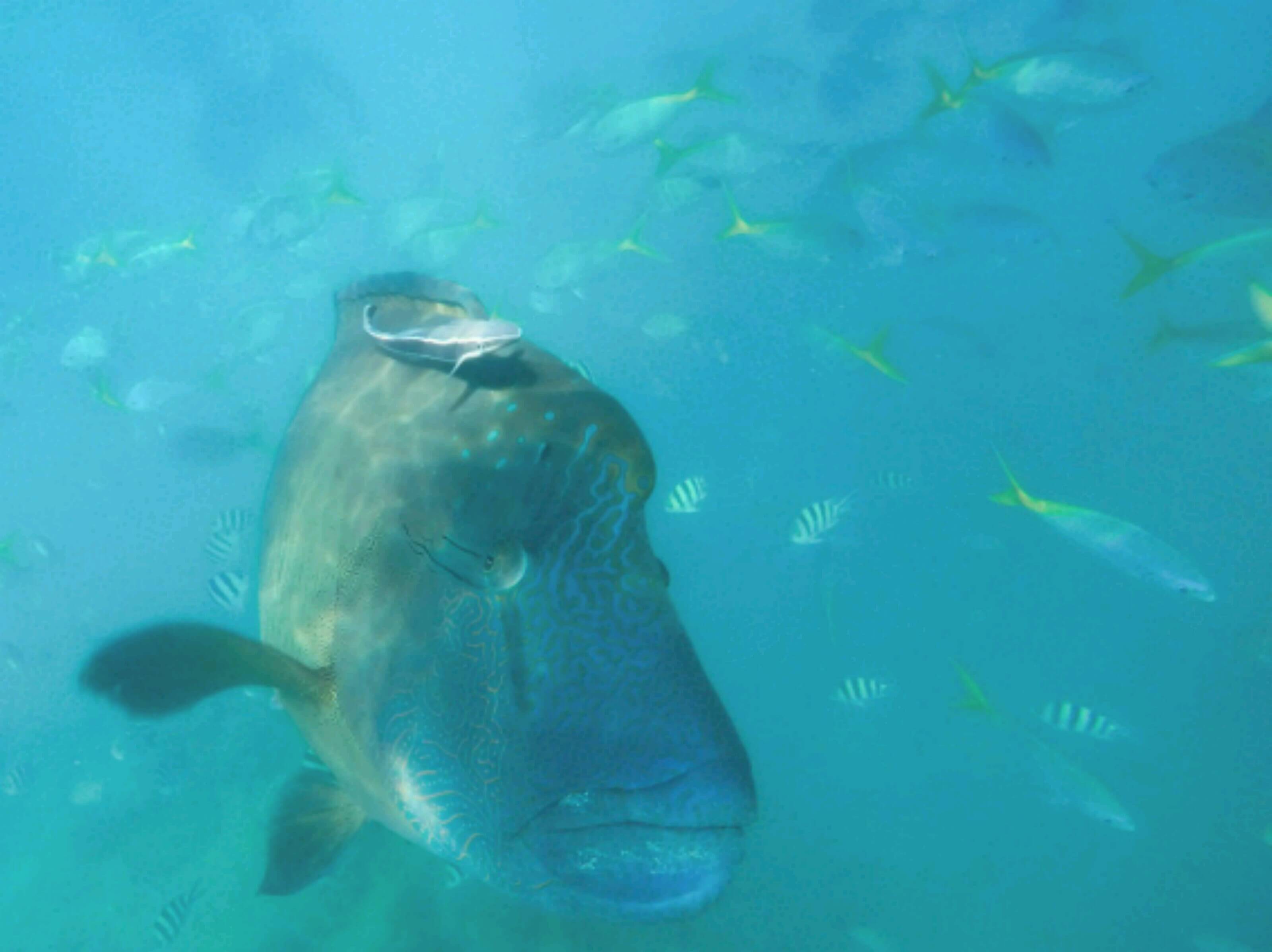 This is George the giant wrasse