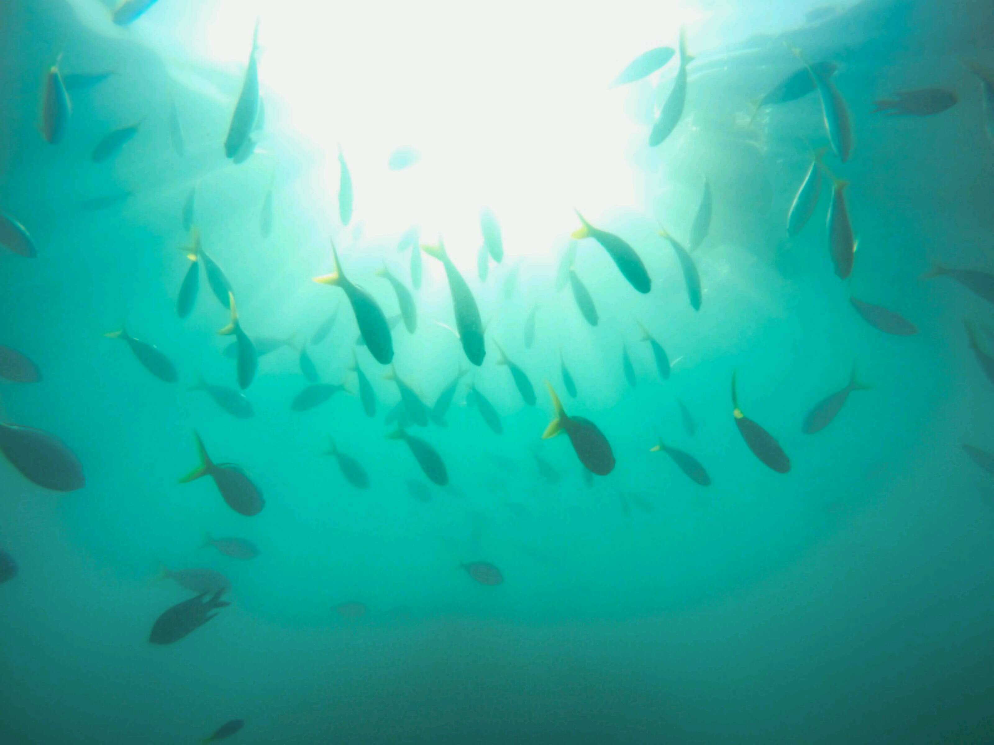 Snorkelling off the Whitsundays 