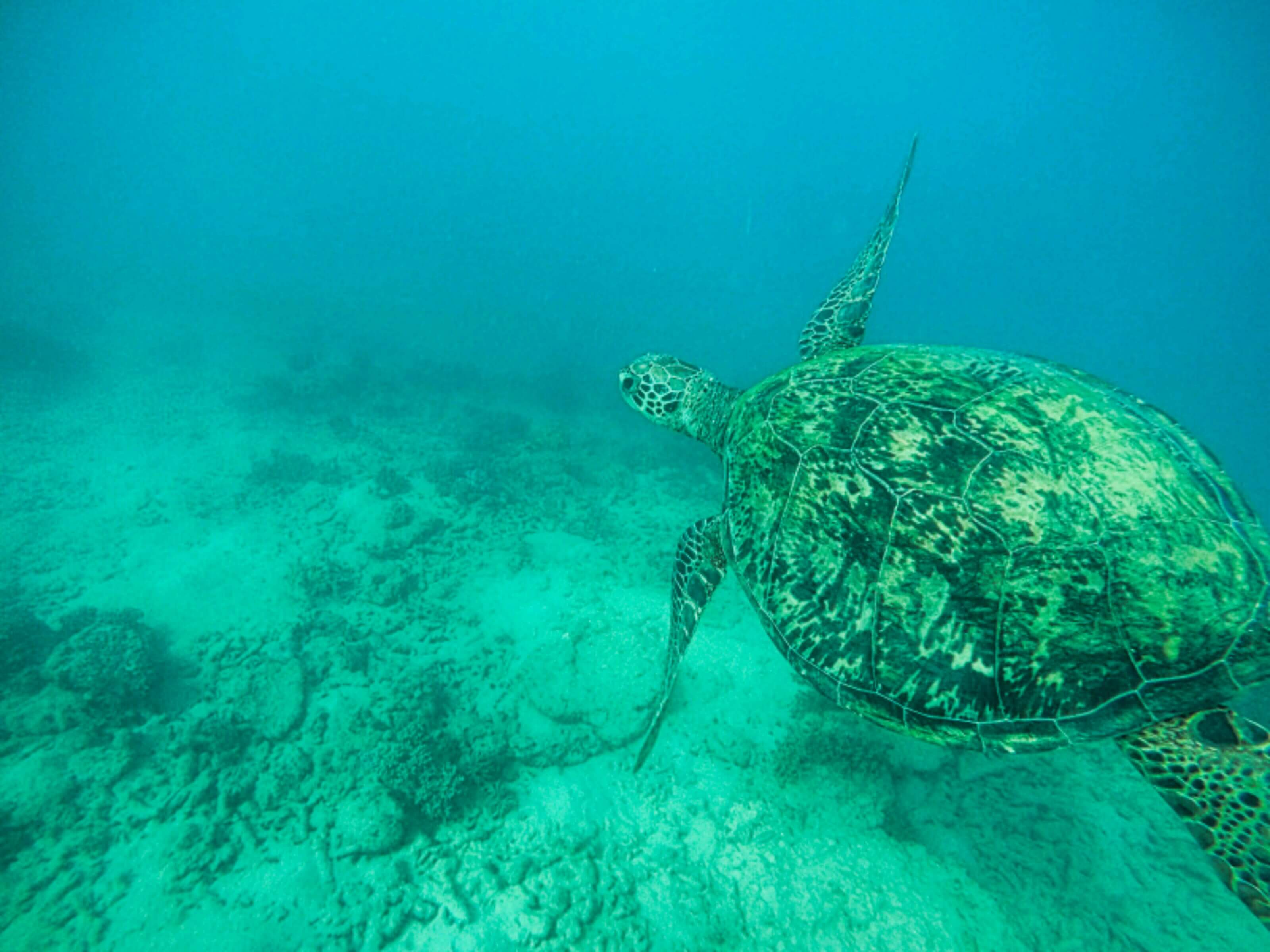 Chasing turtles at Mantaray Cove in the Whitsundays 