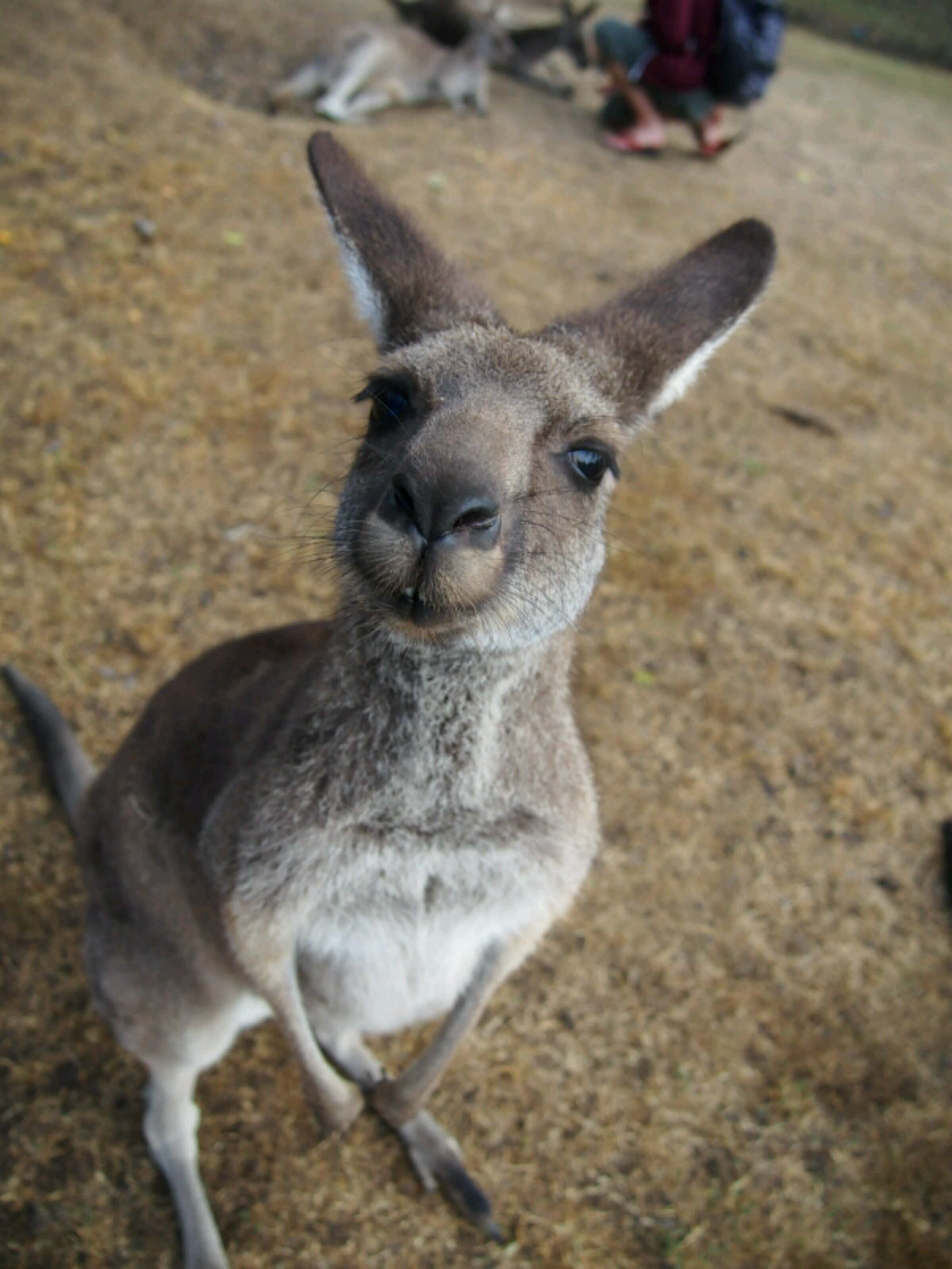 Greedy kangaroo at Lone Pine Koala Sanctuary 