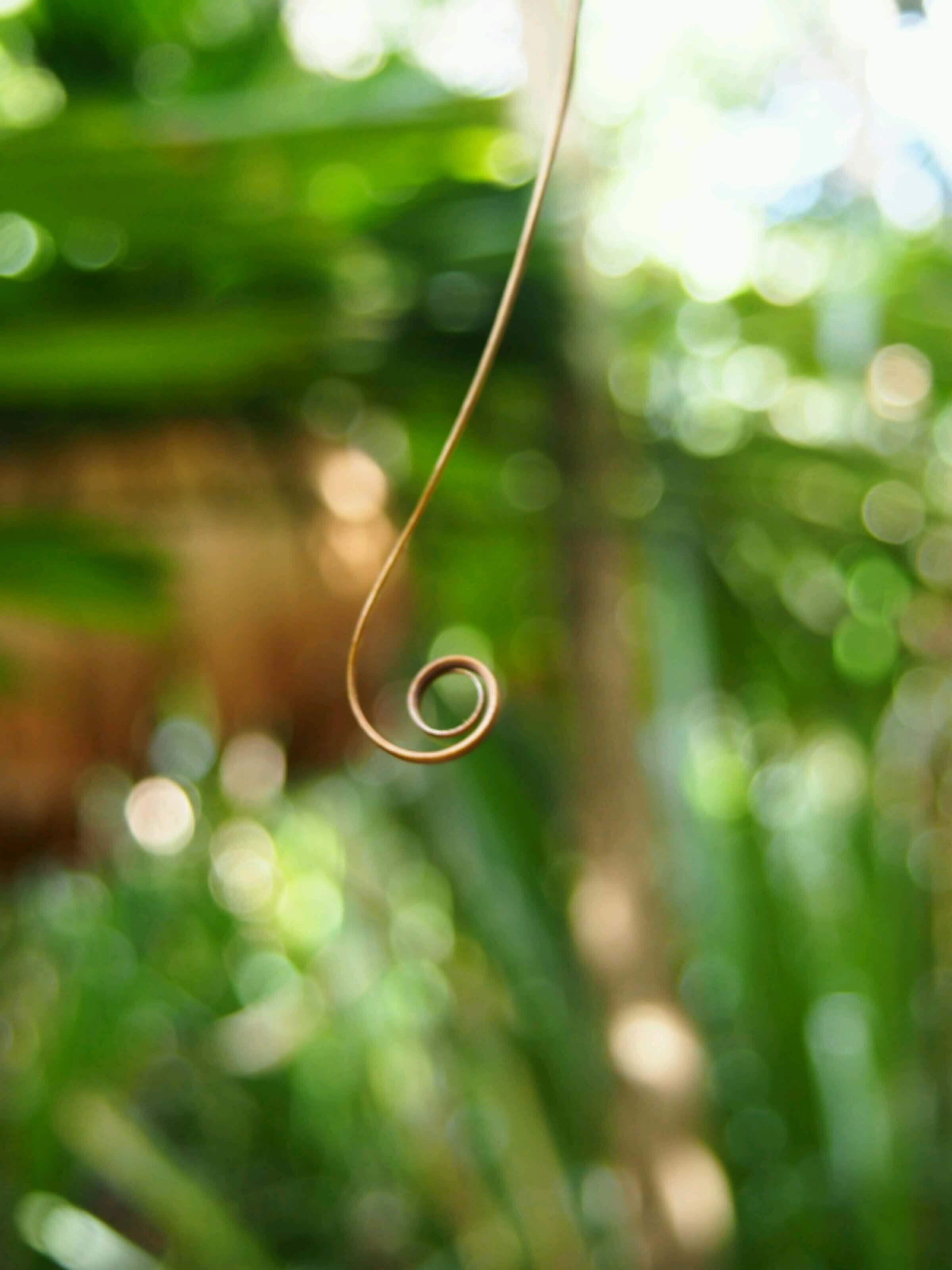 A curly wurly in the Daintree Rainforest