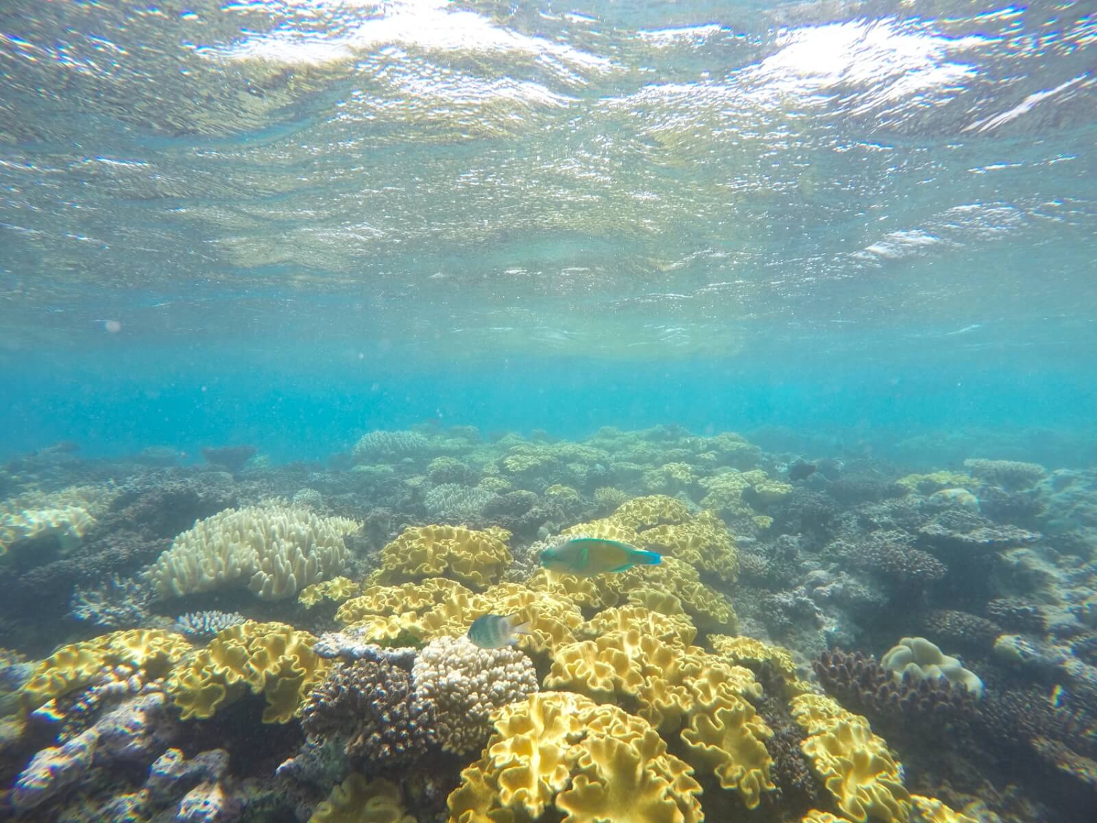 Some healthy coral on the Great Barrier Reef 