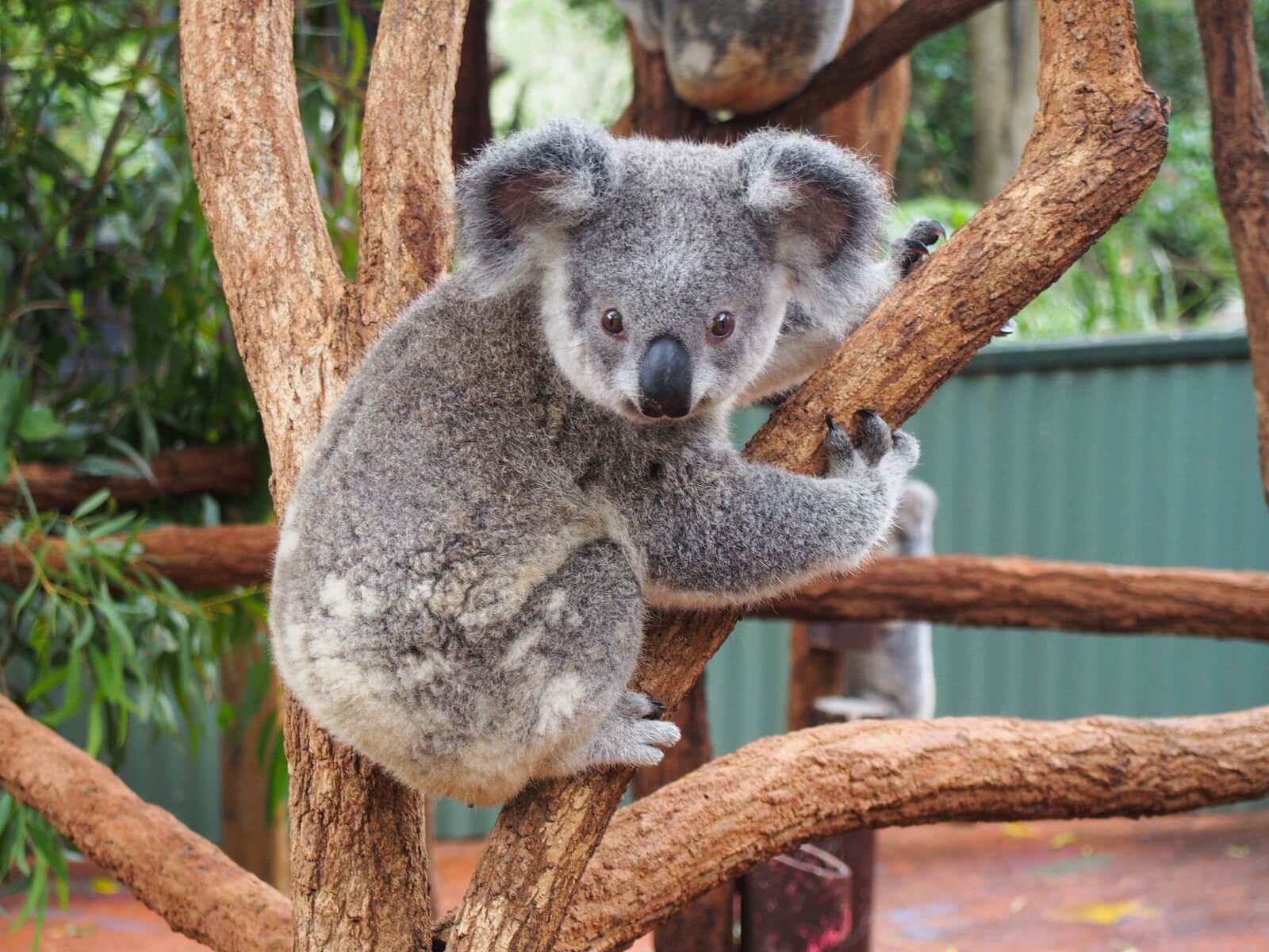 One of the many Koalas at Lone Pine Koala Sanctuary