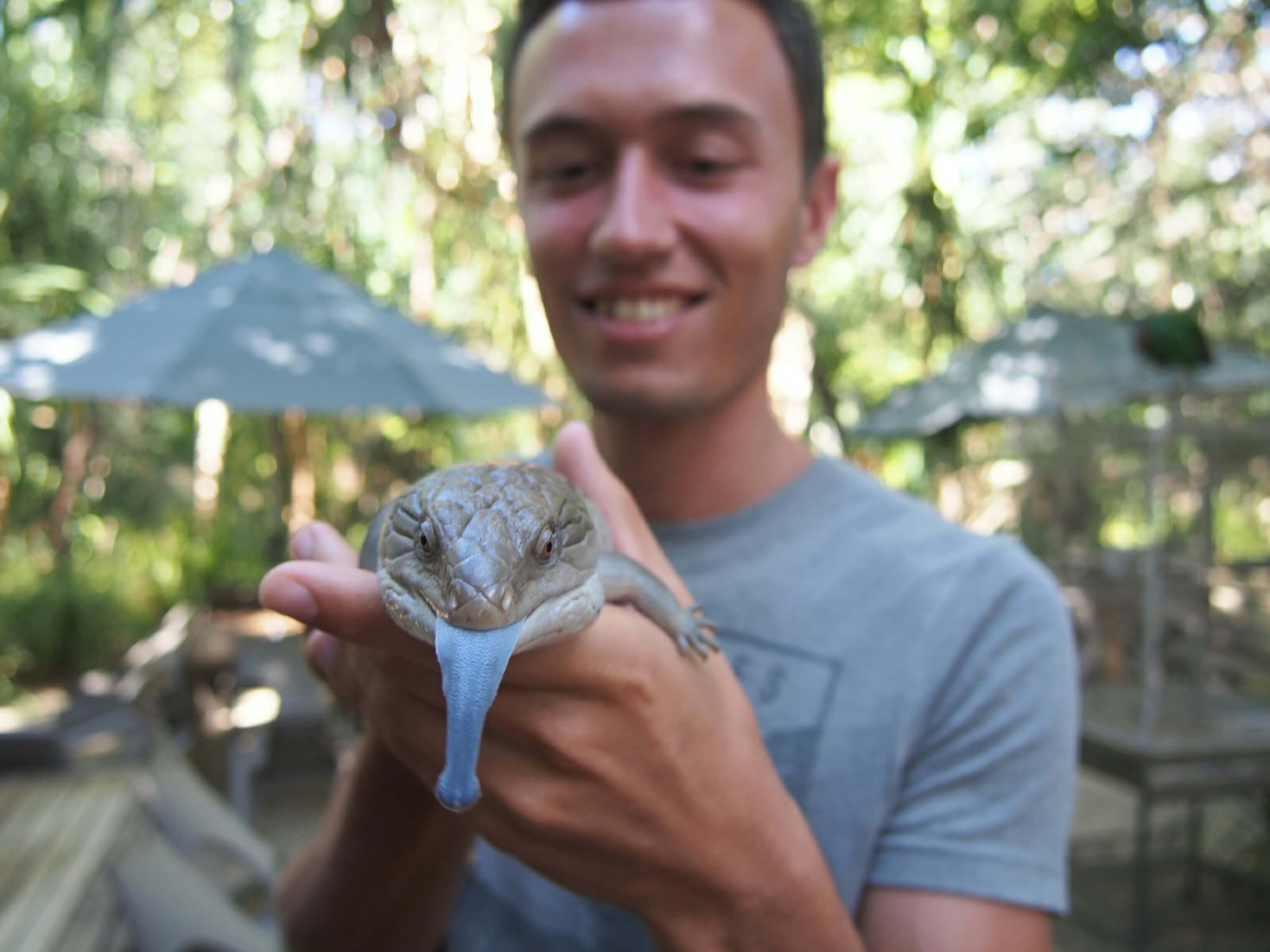 A blue tongued lizard