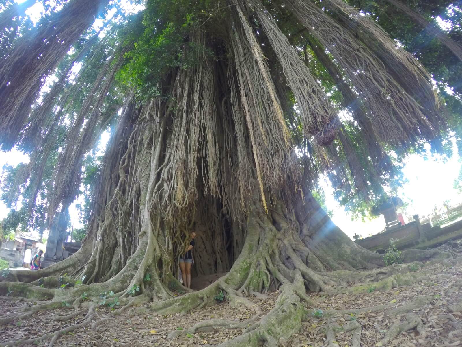 Banyan tree hide and seek
