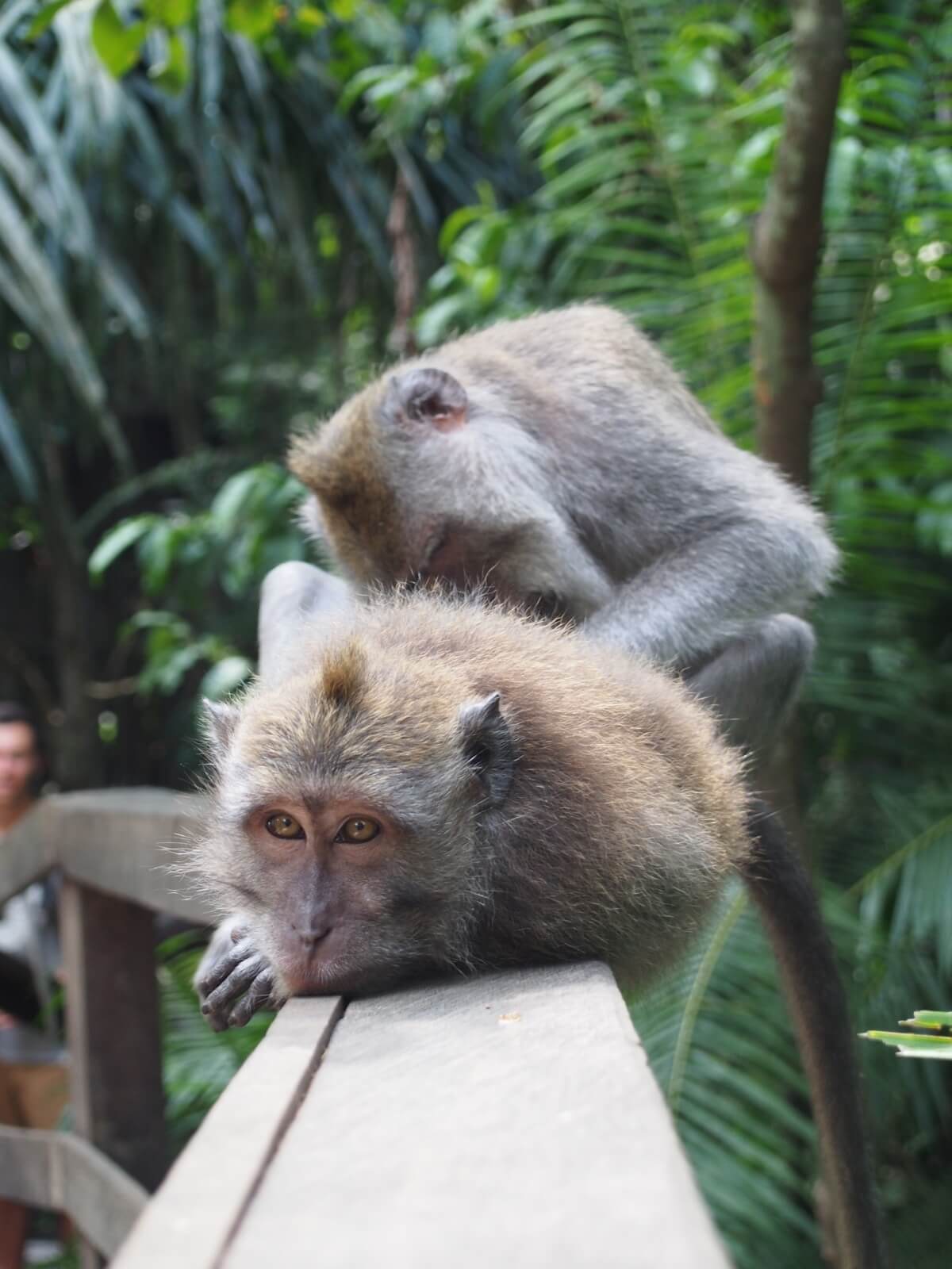 Monkey Forest in Ubud