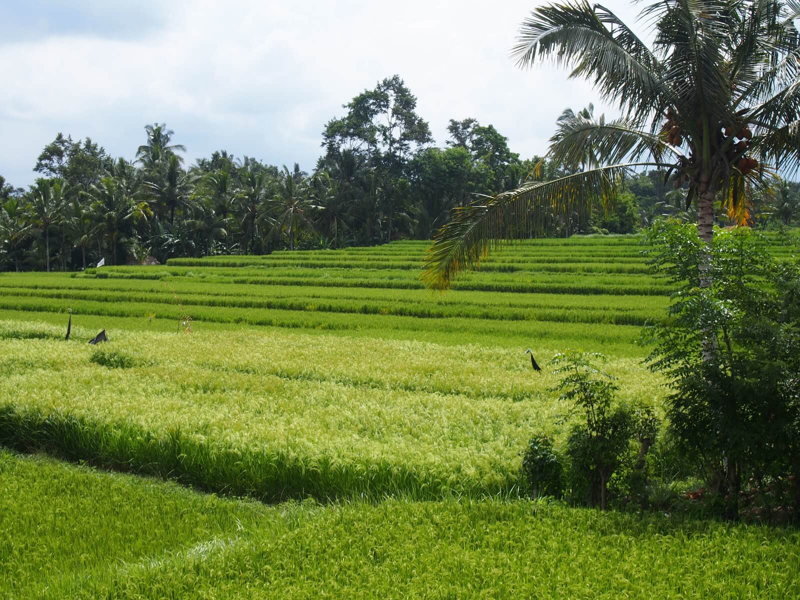 Ubud rice fields