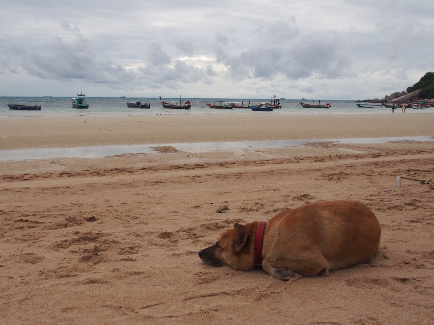 One of the many resident dogs chilling at Big Blue Dive Resort on Koh Tao 