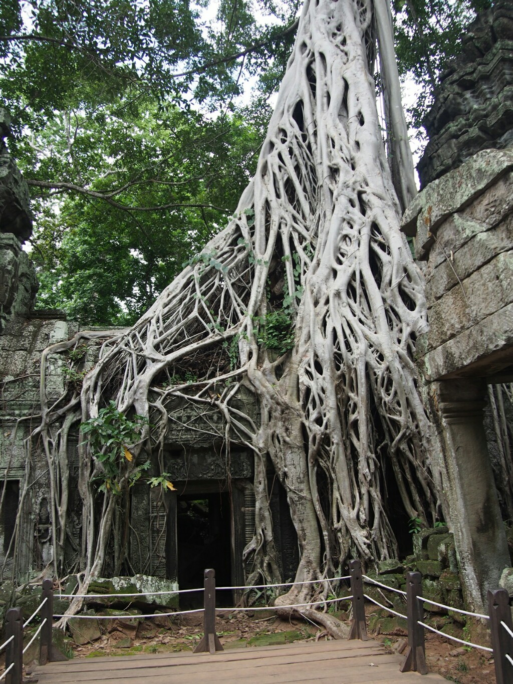 Ta Prohm aka Tomb Raider Temple 