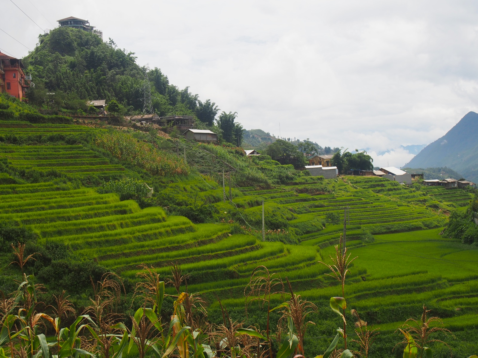 Rice terraces of Sapa